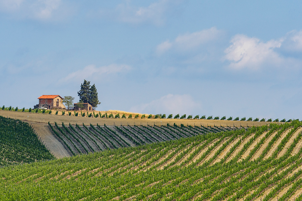 Weinbau in der Toskana