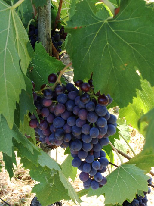 Winegrowing in Tuscany