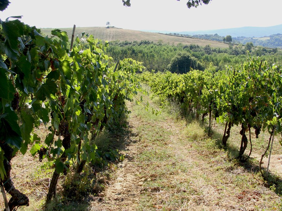 Winegrowing in Tuscany