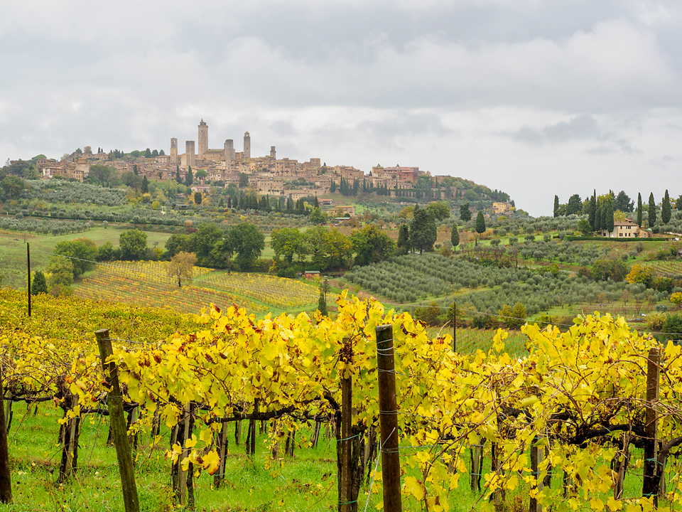 Winegrowing in Tuscany