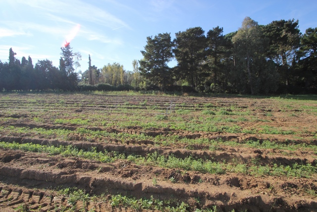 Tuscany ecological nut production