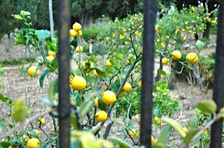 Baglio near Trapani