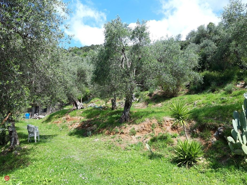 Landvilla mit Olivenhain und Meerblick bei Camaiore