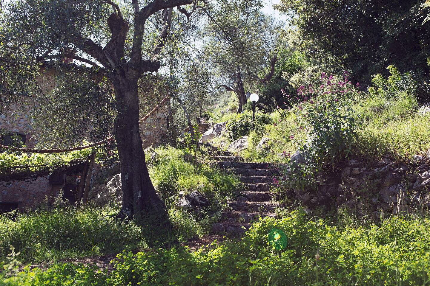 Traditional Tuscan Villa with Sea Views & Olive Grove