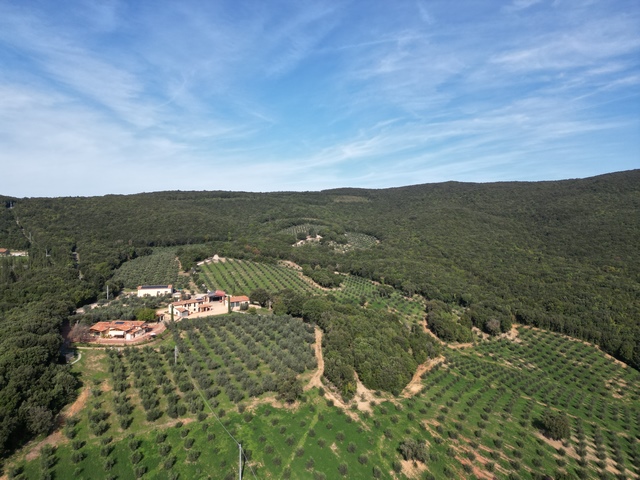 Olivenfarm in der Toskana