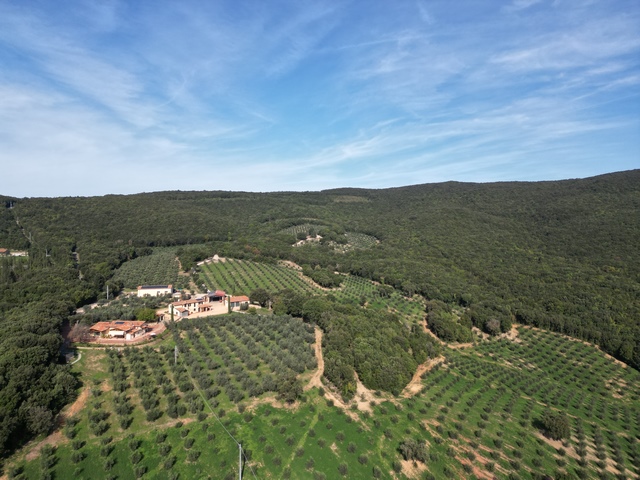 Olivenfarm mit 67ha & 7500 Bäumen – Toskana
