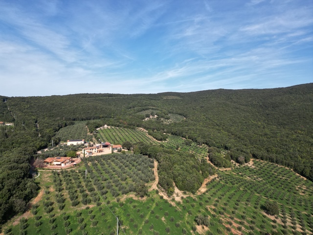 Luxury Olive-Farm in Tuscany