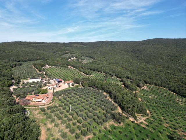 Olivenfarm mit 67ha & 7500 Bäumen – Toskana