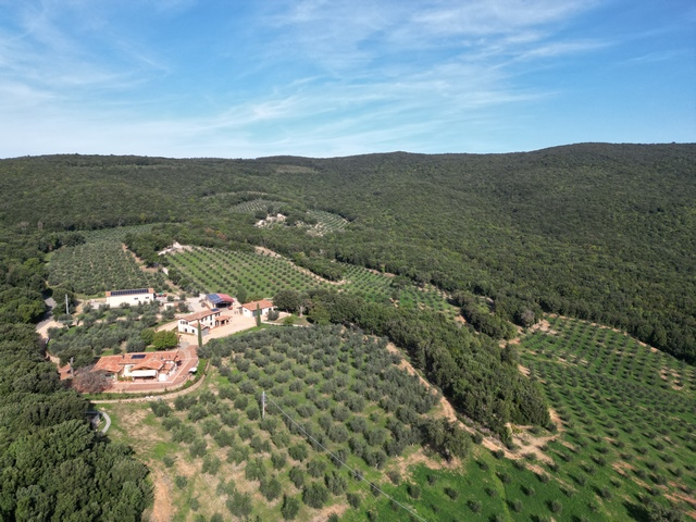 Olivenfarm in der Toskana