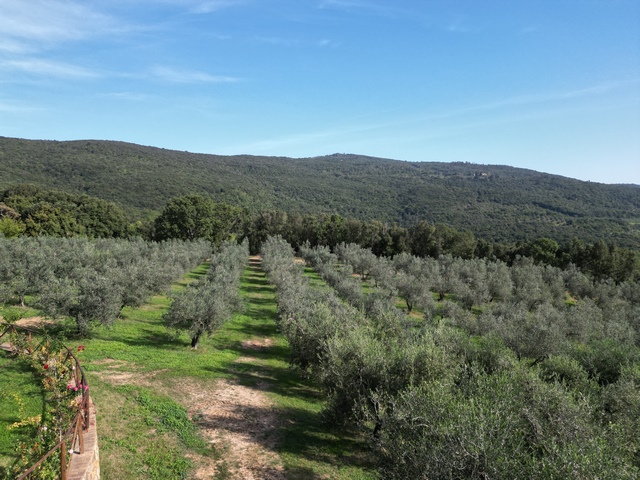 Olivenfarm in der Toskana