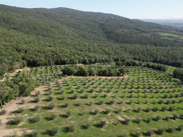 Top olivová farma v Maremmě