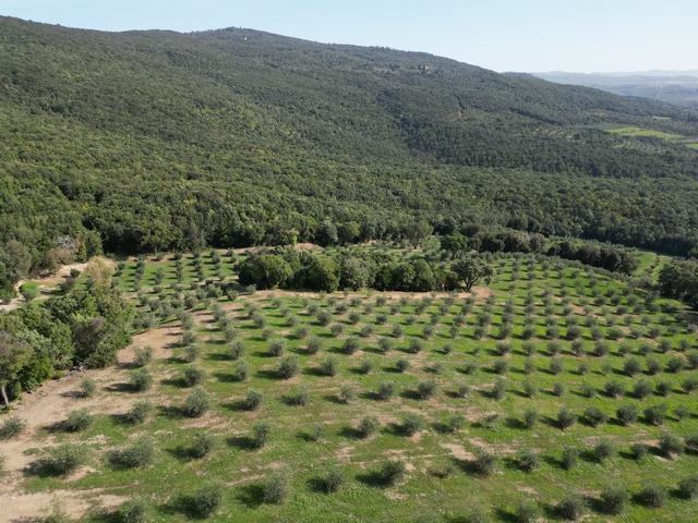 Olivenfarm mit 67ha & 7500 Bäumen – Toskana