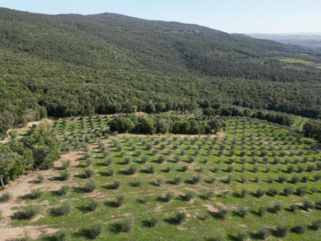 Olivenfarm in der Toskana