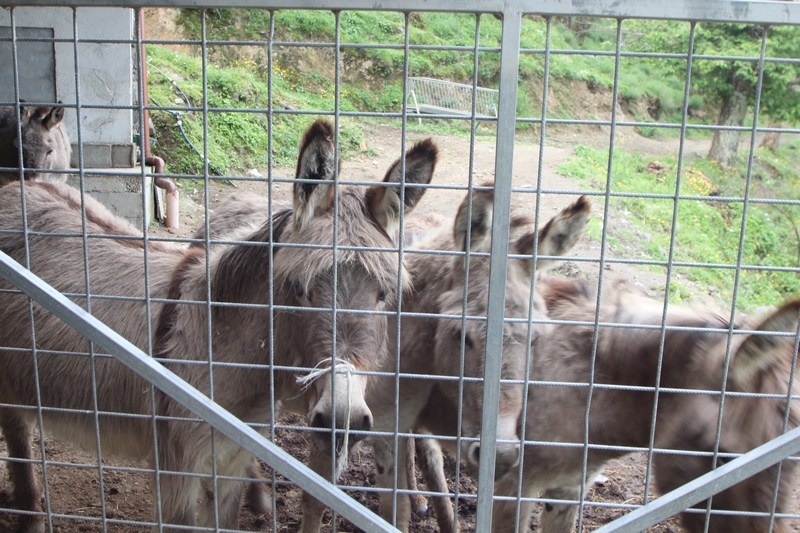 Bauernhof mit 13ha Land in Ligurien