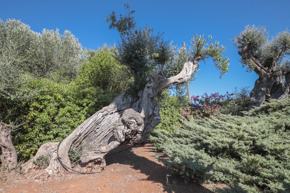 Proprietà di lusso vicino a Bari in Puglia