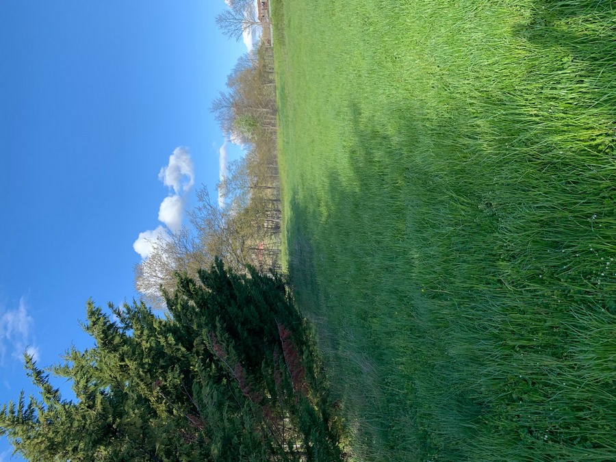 Lagopesole