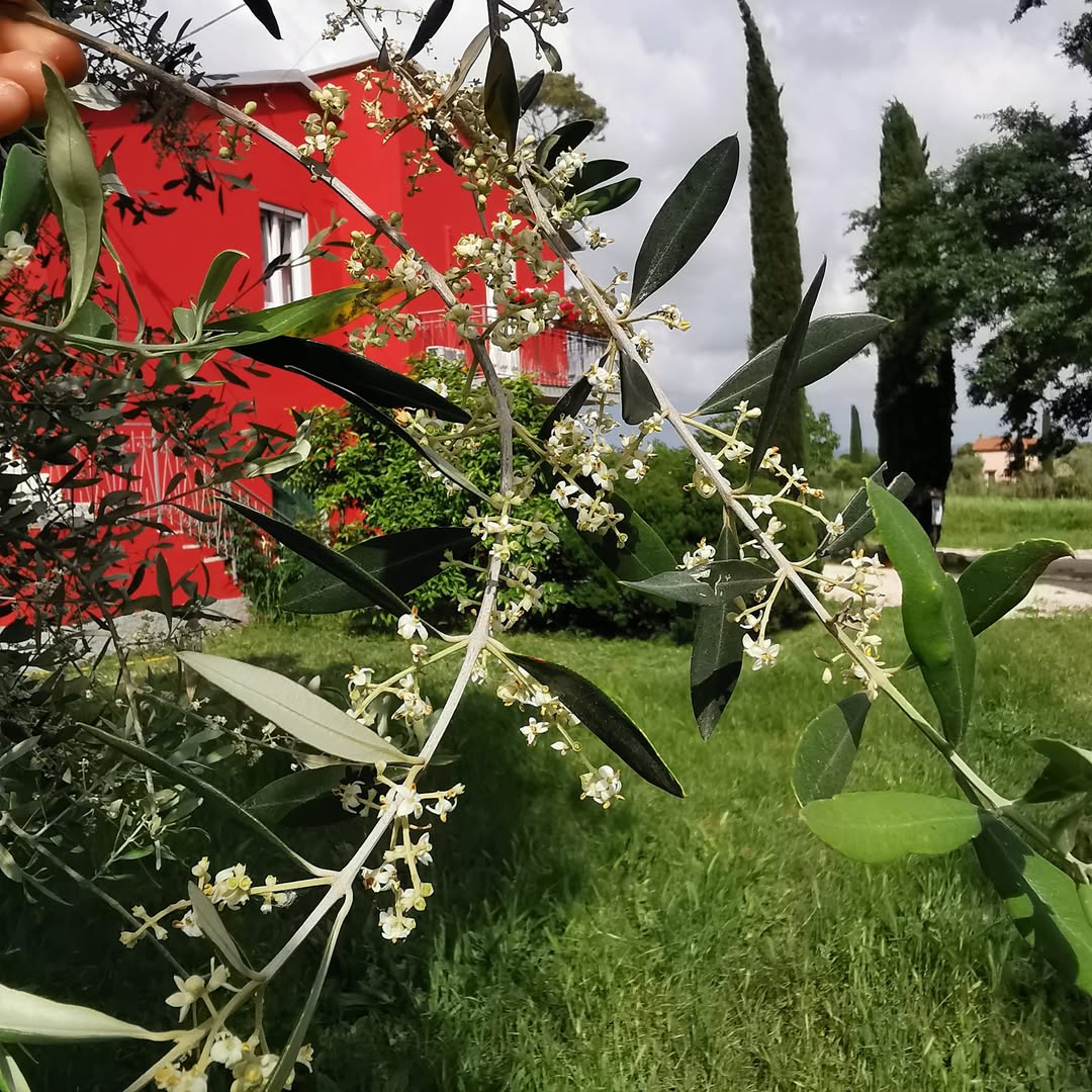Organic Farm Near Saturnia – Wine, Olive Oil & Honey Production