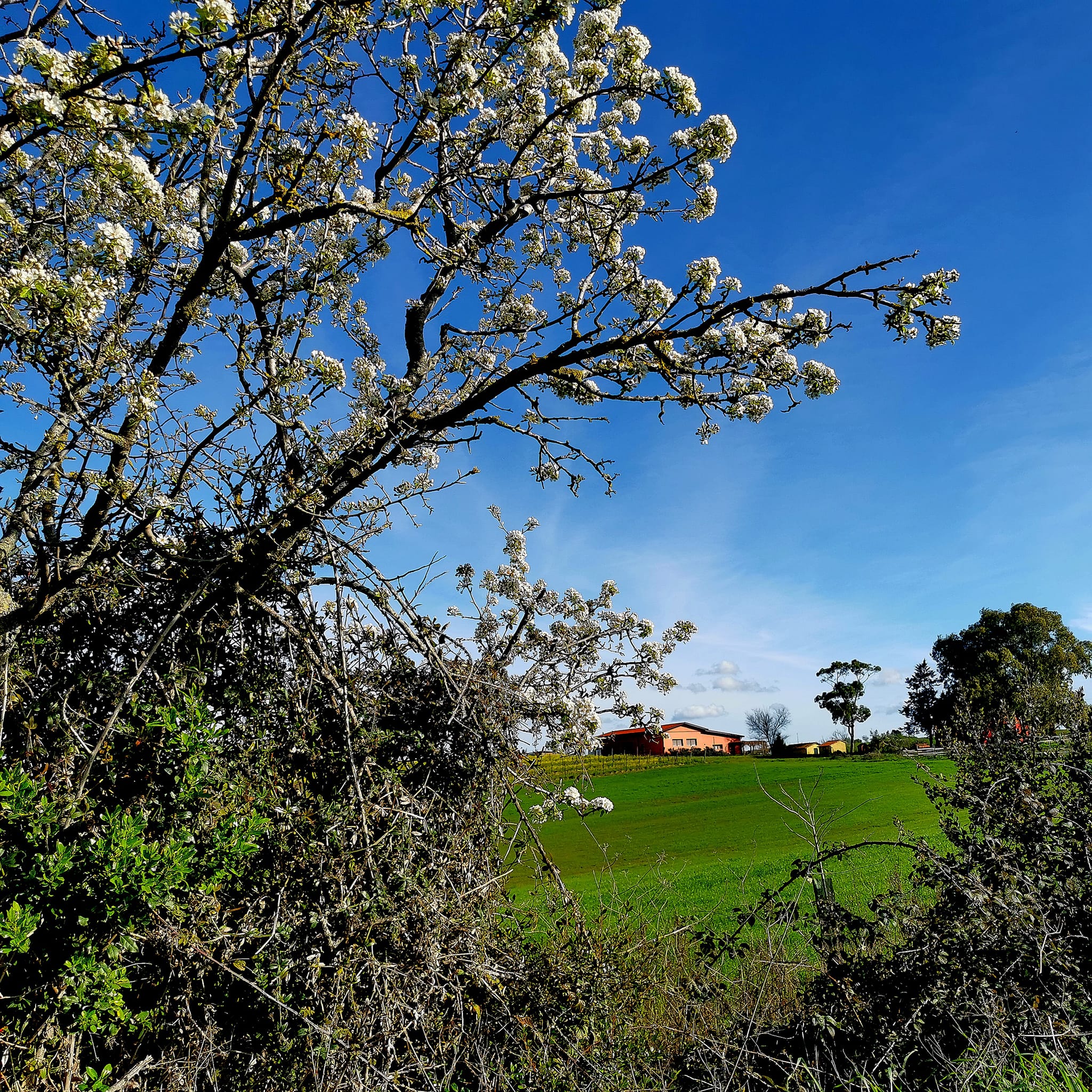 Organic Farm Near Saturnia – Wine, Olive Oil & Honey Production