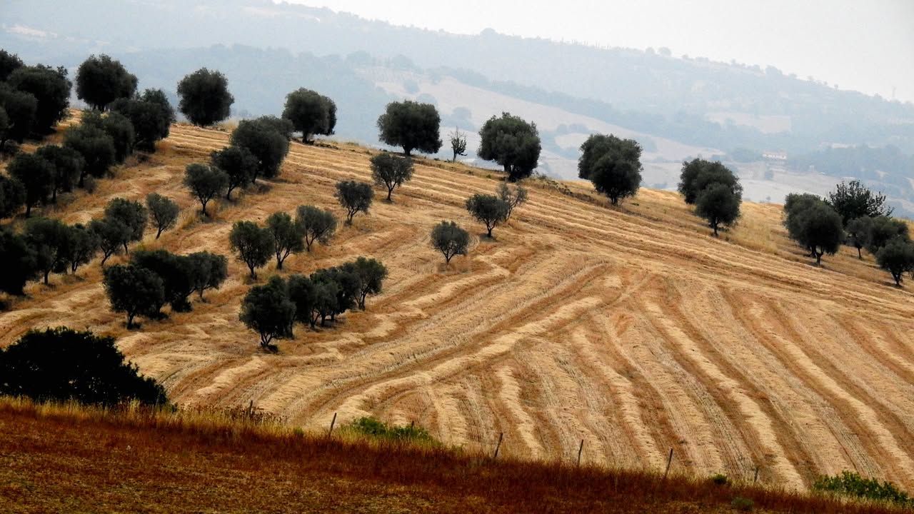 Organic Farm Near Saturnia – Wine, Olive Oil & Honey Production