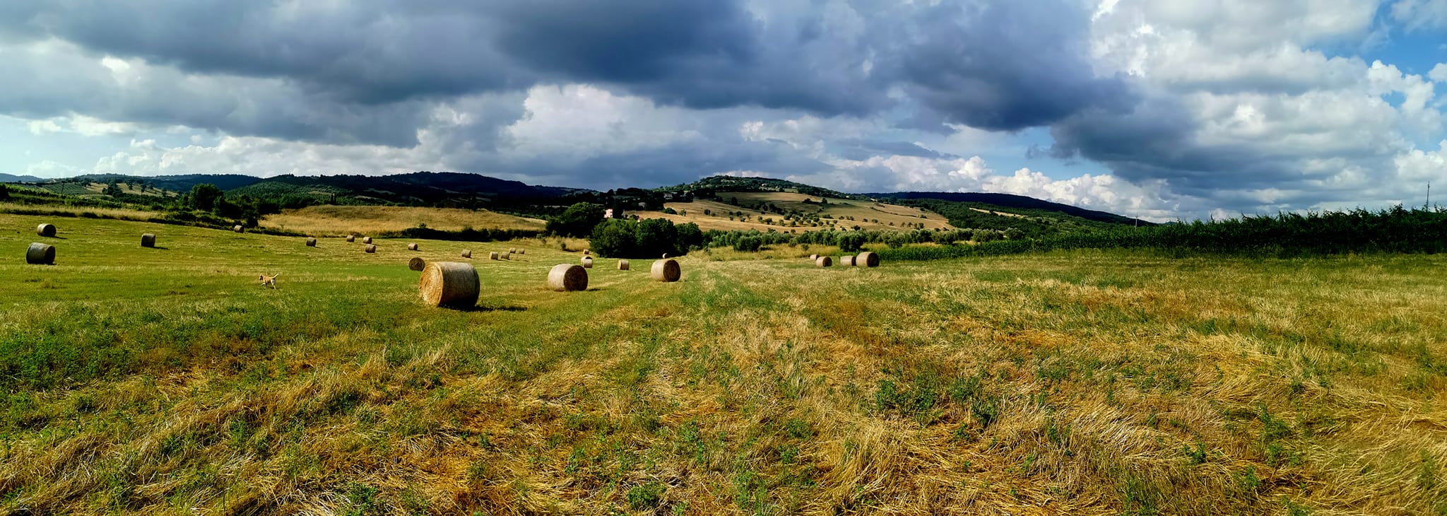 Organic Farm Near Saturnia – Wine, Olive Oil & Honey Production
