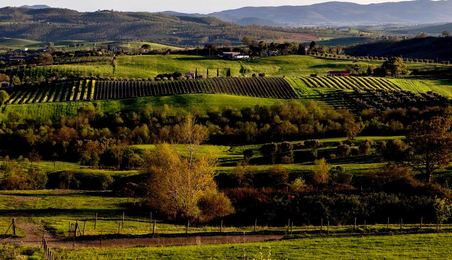 Organic Farm Near Saturnia – Wine, Olive Oil & Honey Production