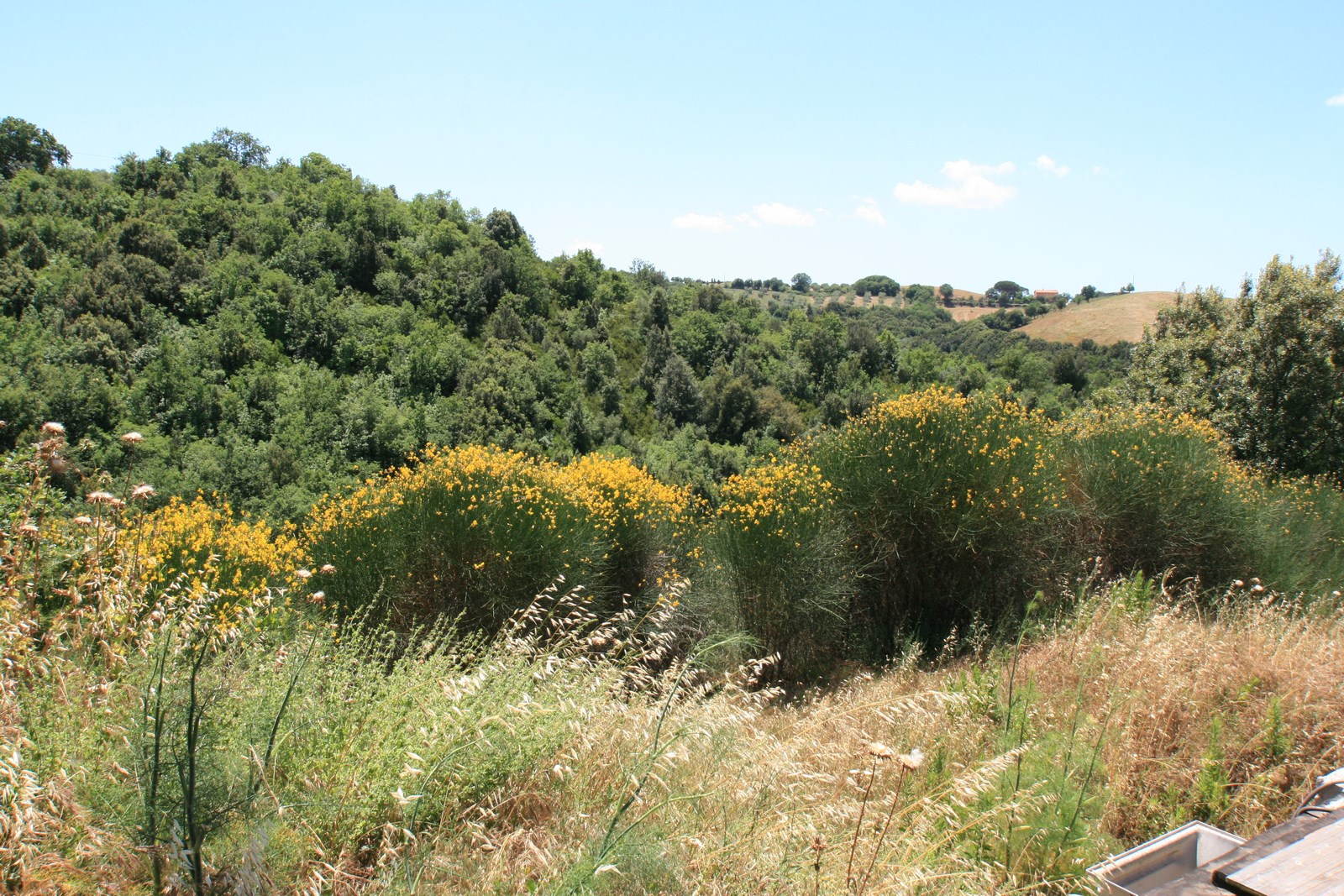 Grundstück mit Meerblick, Oliven und kleinen ausbaufähigen Steinruinen