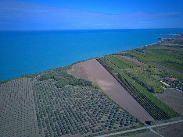 Country House with Olive Grove & Sea Access – Near Vasto, Italy