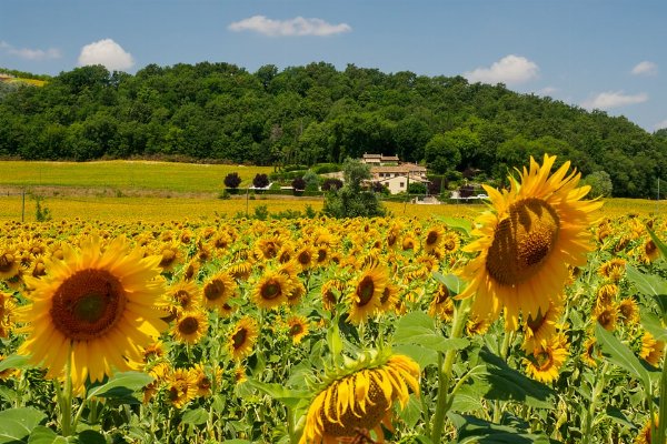 tuscany flowers